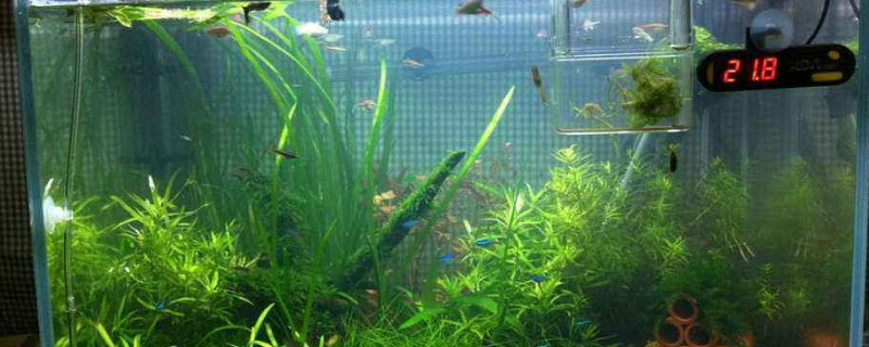 魚缸上的青苔怎么清除，魚缸玻璃上的青苔清理方法