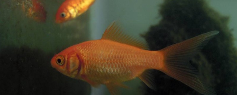 金魚能活多久