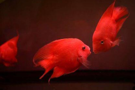 鸚鵡魚不愛動在角落什么原因