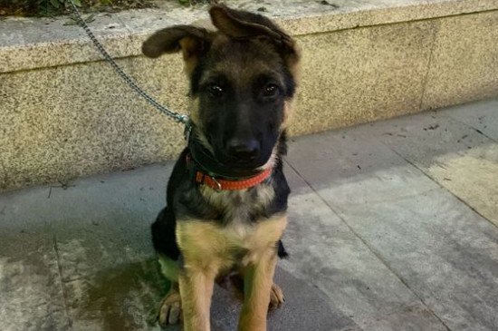 德國牧羊犬為什么禁養(yǎng)