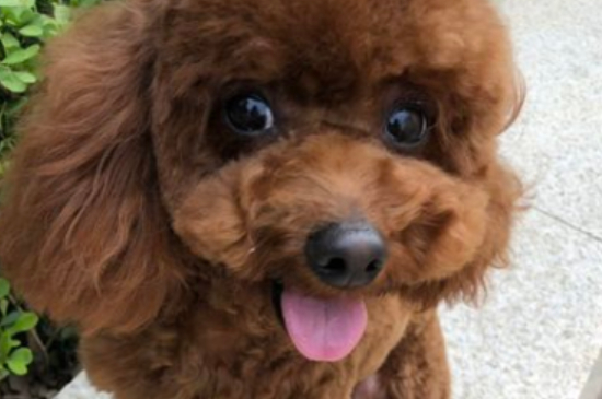 泰迪狗狗可以吃香菇嗎