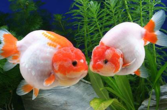蘭壽金魚冬天室外可以養(yǎng)不