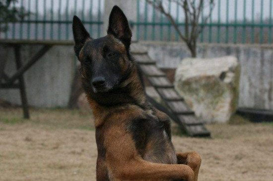 馬犬怎么訓(xùn)練，訓(xùn)練馬犬的四個技巧