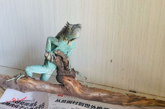 綠鬣蜥為什么生長緩慢