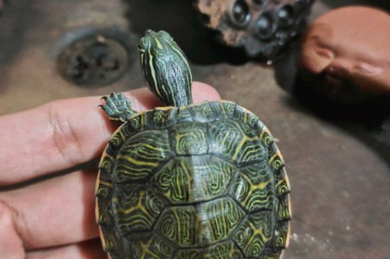 巴西龜吃西瓜嗎