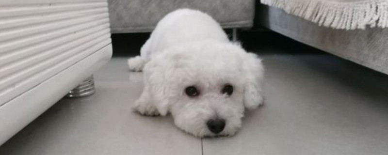 比熊特別活躍怎么回事