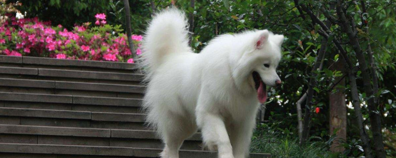 如何訓(xùn)練薩摩耶犬