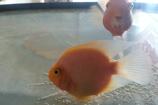 鸚鵡魚會產(chǎn)卵嗎
