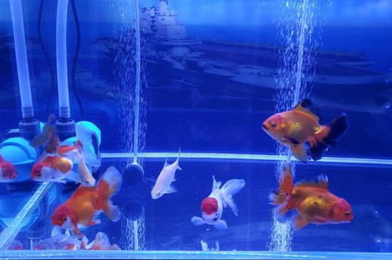 金魚換鱗嗎