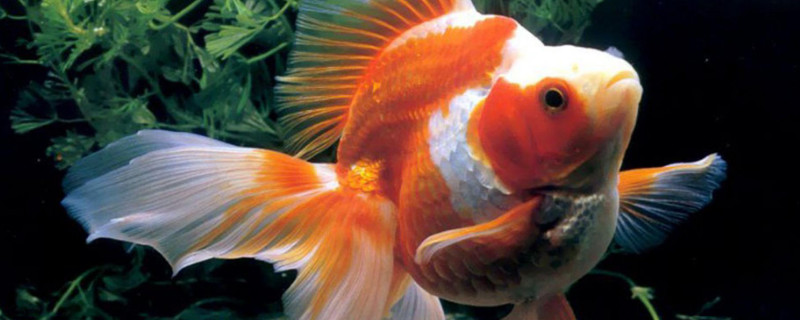 養(yǎng)鎏金魚(yú)該注意什么