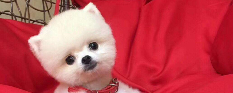 博美什么時候開始認主人