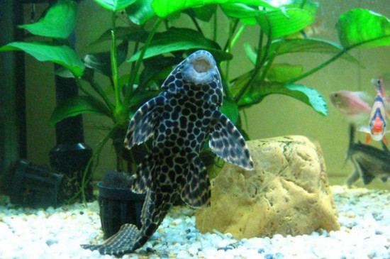 清道夫魚天敵是誰