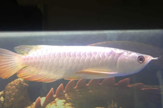 龍魚入缸有幾天危險(xiǎn)期