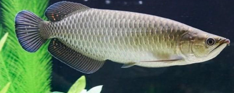 星點(diǎn)龍魚不吃飼料怎么辦