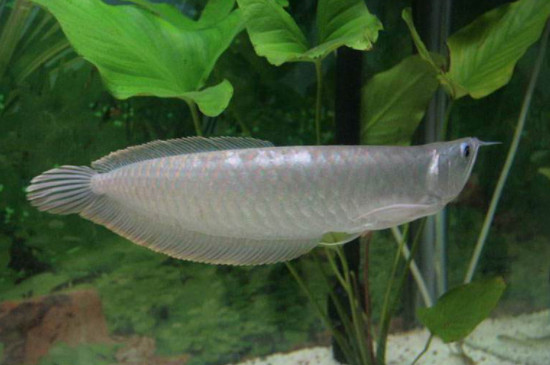 黑龍魚和銀龍魚的區(qū)別