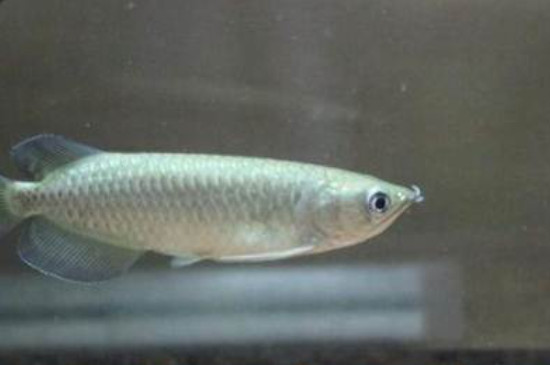 星點龍魚怎么過水