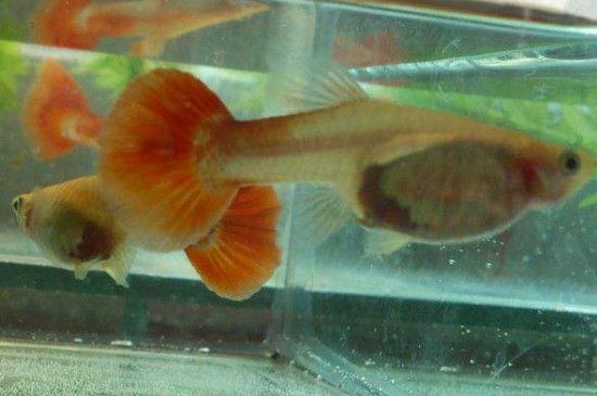 養(yǎng)孔雀魚(yú)禁忌