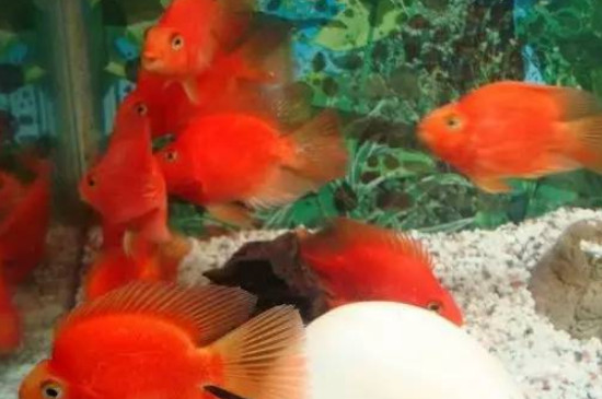 紅鸚鵡魚溫度多少合適