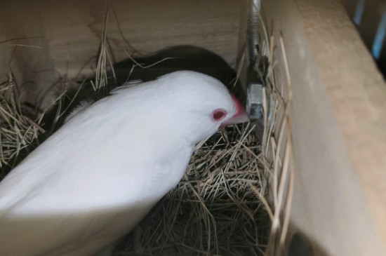 白文鳥怎樣才能不咬人