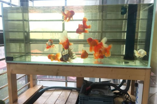 金魚(yú)身上有白色霜狀
