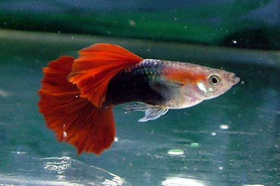 孔雀魚縮尾怎么回事