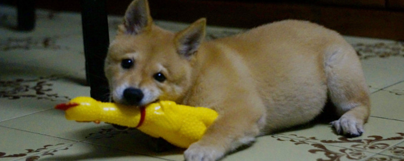 日本柴犬的優(yōu)缺點