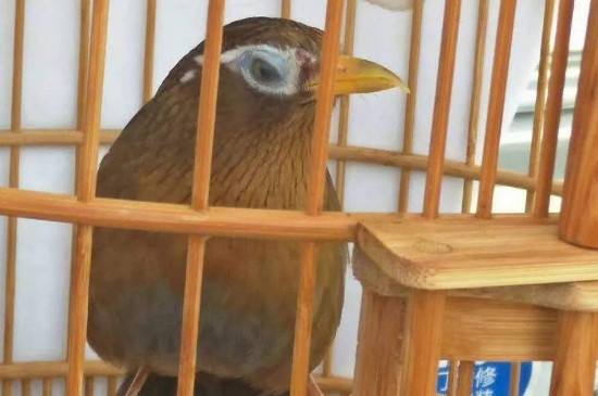 齊毛畫眉鳥的挑選技巧，畫眉鳥齊毛如何看好壞