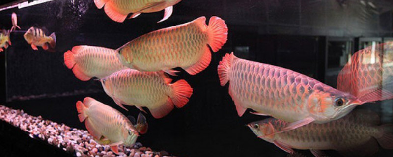 龍魚蹭缸是什么原因