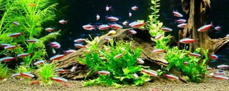 魚缸困水最簡(jiǎn)單方法