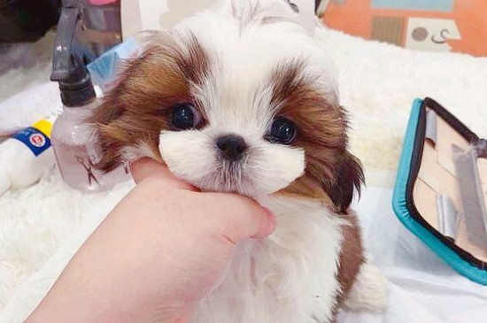 西施犬造型教程，給西施犬美容的方法和要點(diǎn)