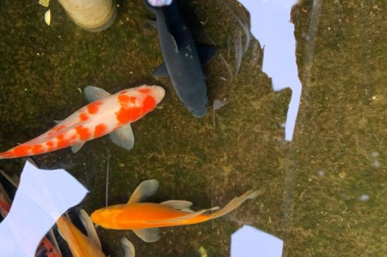 錦鯉不知道去水面取食