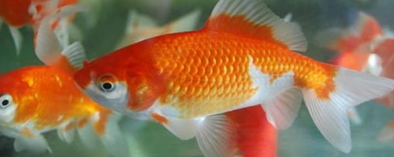 金魚拉屎很長(zhǎng)一條線不掉怎么回事