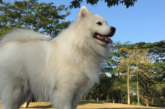 如何訓(xùn)練薩摩耶犬