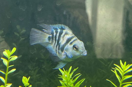 迷你鸚鵡魚(yú)能長(zhǎng)多大