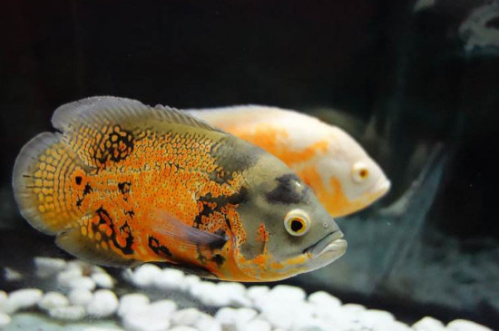 地圖魚會咬虎魚嗎