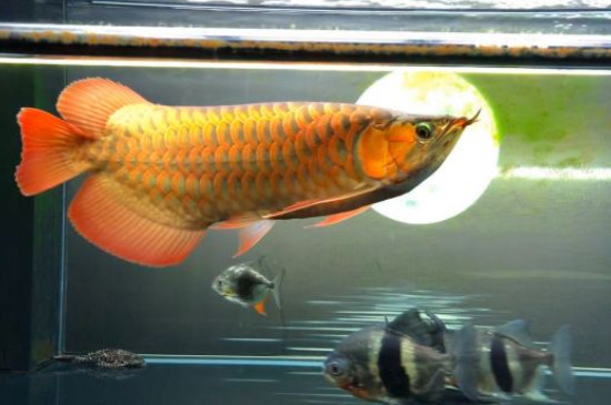 龍魚狀態(tài)不好如何調(diào)理，怎么樣讓龍魚狀態(tài)變好