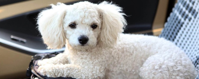 純種比熊犬多少錢(qián)一只，純種比熊價(jià)格1200-6500元