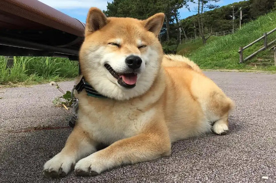 柴犬被主人打后會記仇嗎