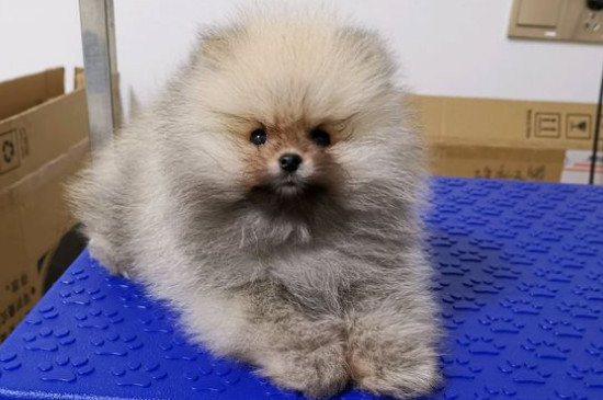 博美掉毛嗎