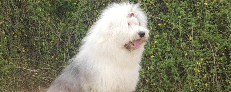 古牧犬智商排第幾，智商排名第63位