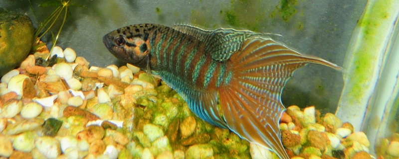 中國斗魚可以和什么魚混養(yǎng)