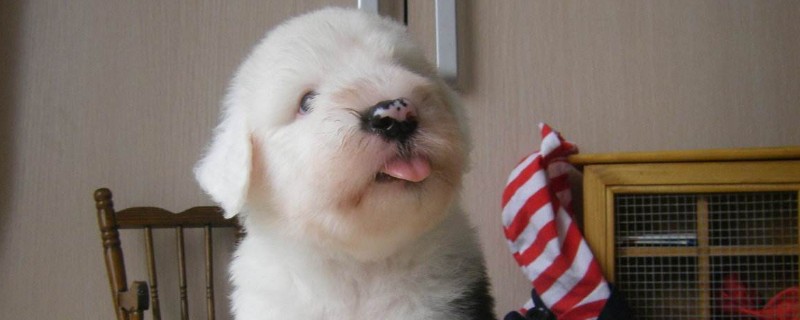古牧幼犬價(jià)格大概多少錢一只，古牧多少錢一只幼崽