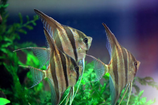 燕魚繁殖正確方法