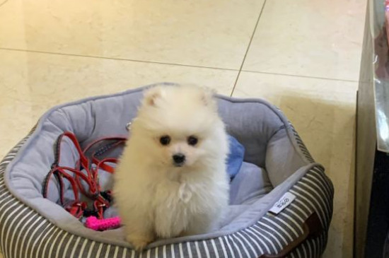 博美犬壽命一般多少年