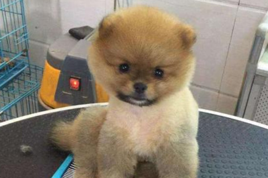俊介犬和博美的區(qū)別，俊介狗品種是英系博美