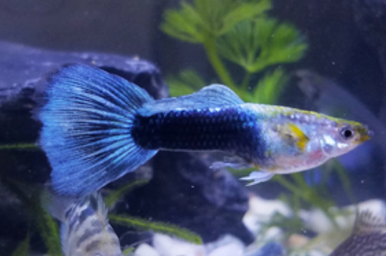 孔雀魚(yú)繁殖后多久可以再次繁殖