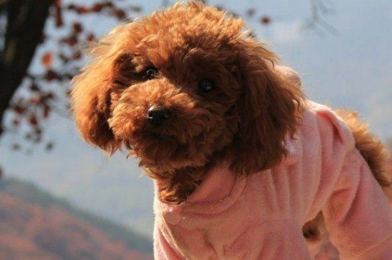 泰迪犬如何訓(xùn)練