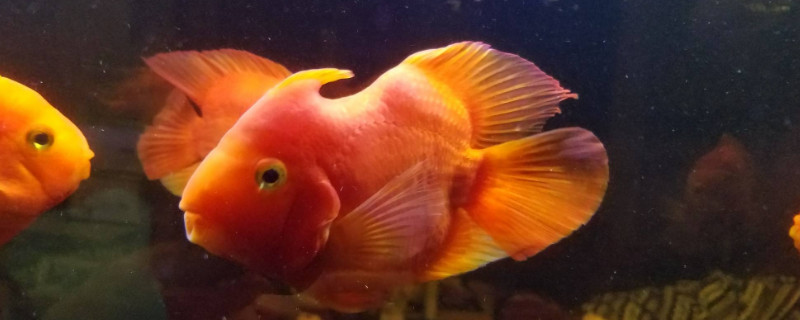 鸚鵡魚翻肚皮但又沒死怎么救回