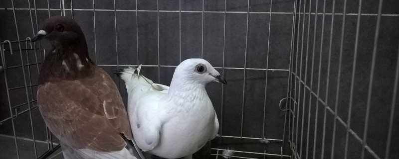 鴿子打架什么原因