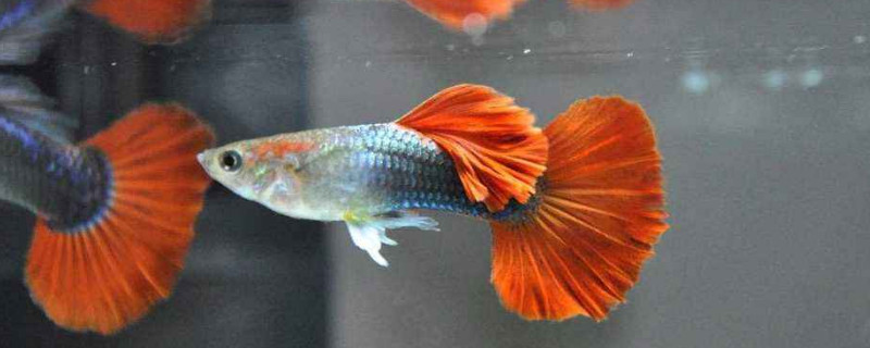 孔雀魚(yú)下崽后處理
